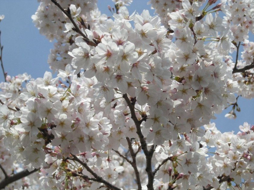 080429上野公園桜.jpg